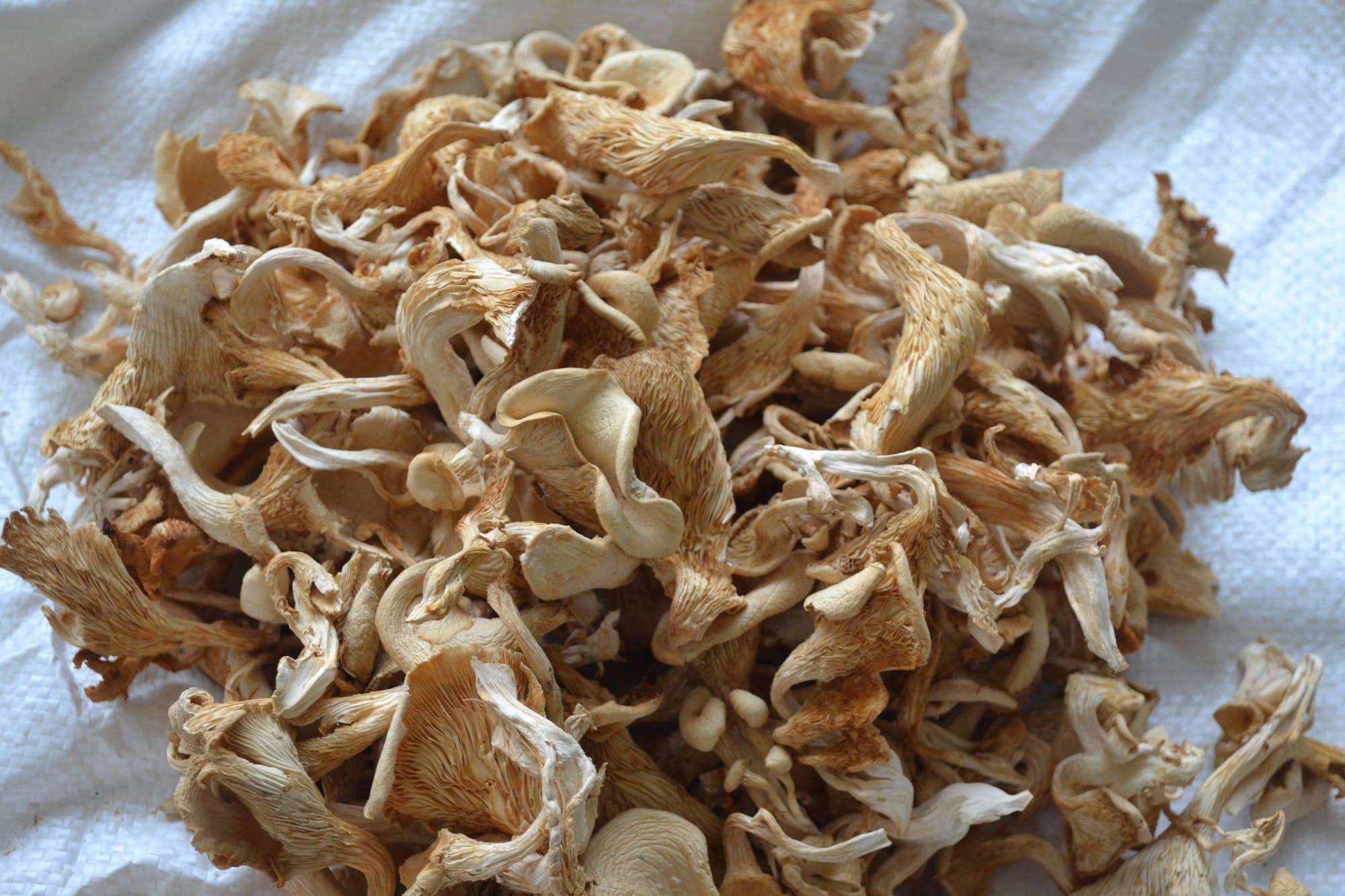 Dry Oyester Mushroom